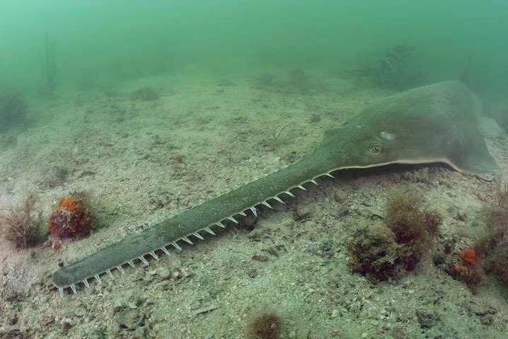 Sawfish Doug Perrine: NPL:Minden